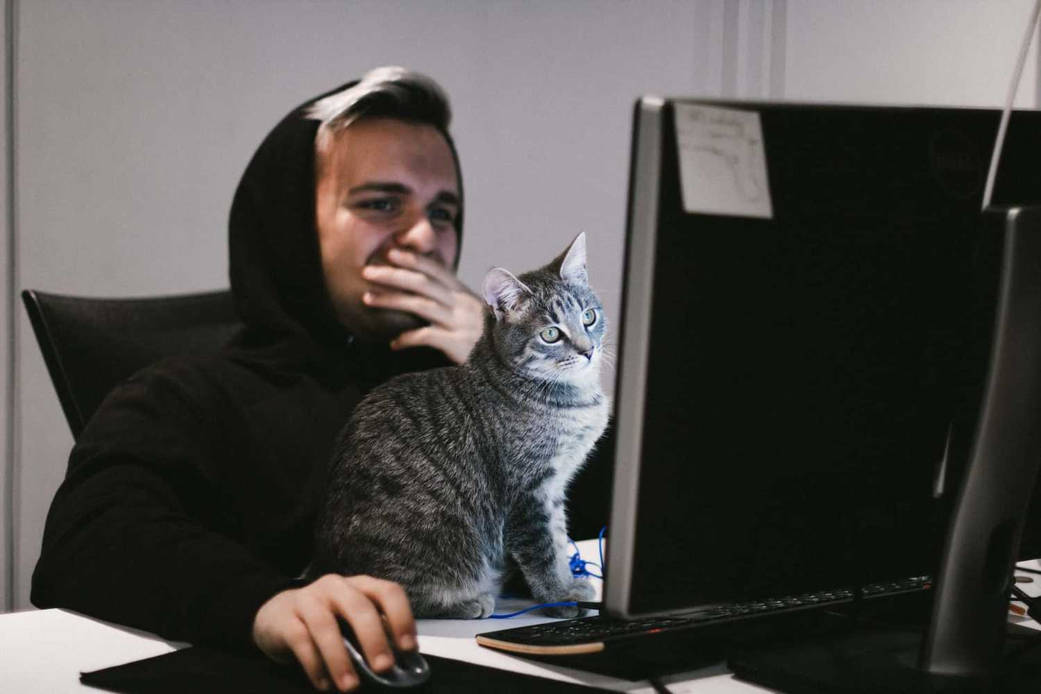 Person with cat sitting on top of desk at computer Person with cat sitting on top of desk at computer