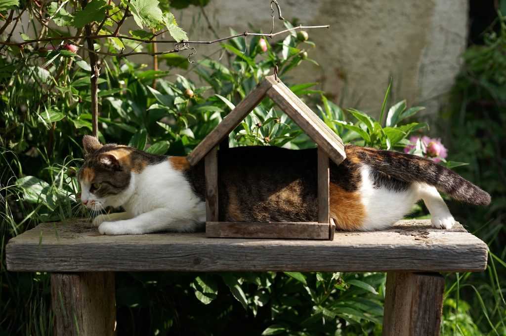 Cat stuck in bird feeder.